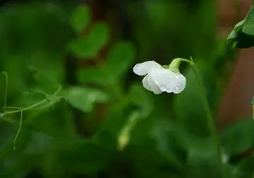 描写春雨的古诗词（夜阑卧听风吹雨，铁马冰河入梦来）