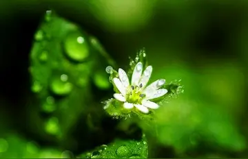 描写春雨的古诗词（夜阑卧听风吹雨，铁马冰河入梦来）