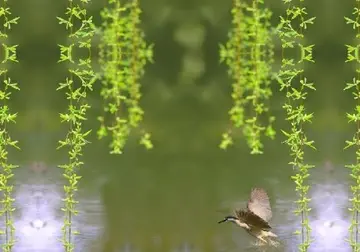 描写春雨的唯美诗句（分享30句形容春雨的诗句及唯美句子）