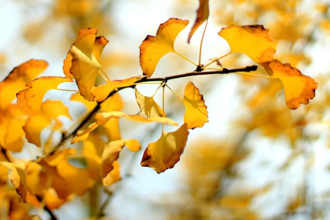 赞美秋天景色的古诗句有哪些（分享30个温柔的秋天诗句）