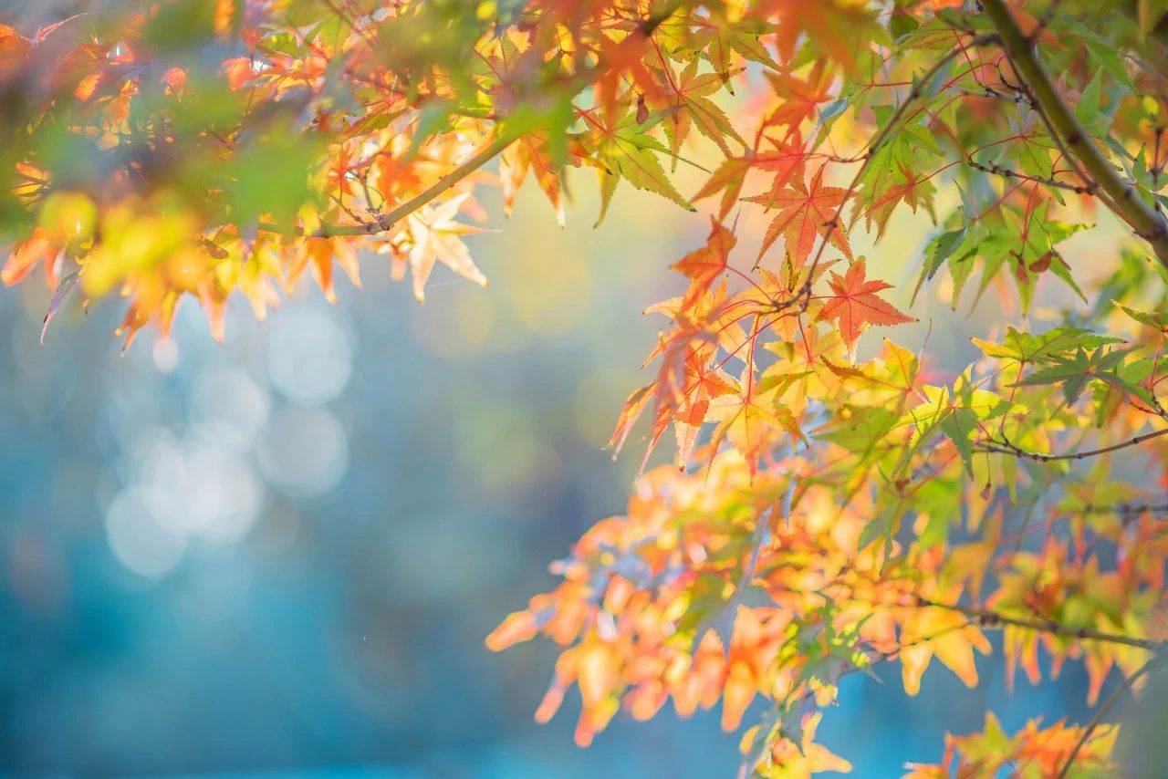 赞美秋天景色的古诗句有哪些（分享30个温柔的秋天诗句）