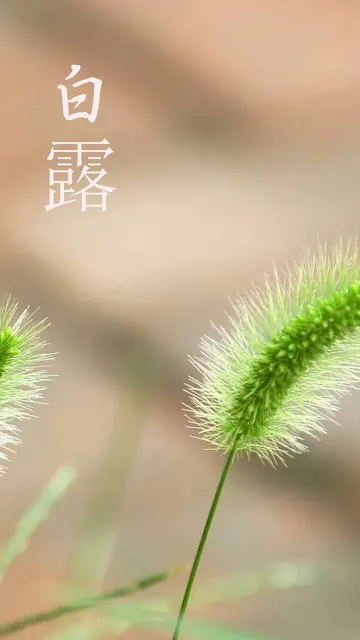 白露节气早安祝福语朋友圈说说（白露早安朋友圈励志语录）