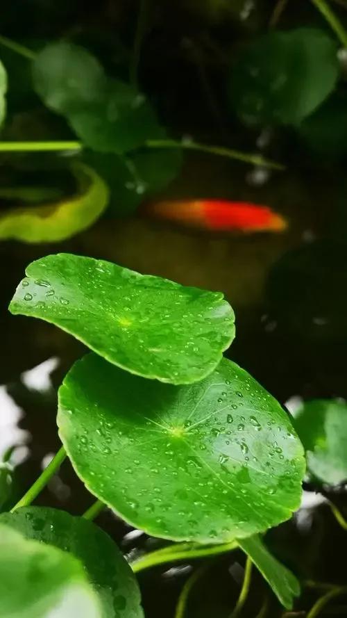 充满人生智慧的正能量语录，踏踏实实做事就好领悟进退