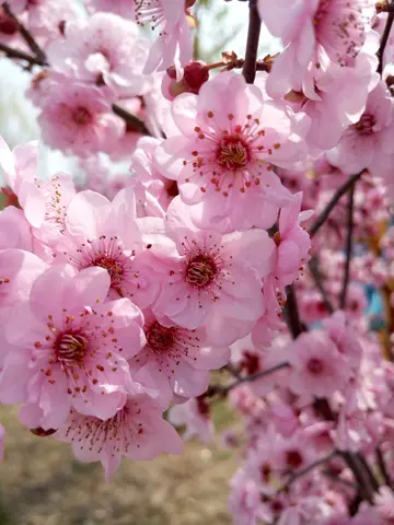 赞美桃花的句子有哪些（赞美桃花的优美短句）