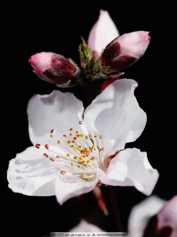 赞美桃花的句子有哪些（赞美桃花的优美短句）