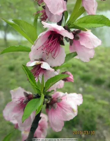 赞美桃花的简短优美句子（精选30句赞美桃花的精神品质短句）