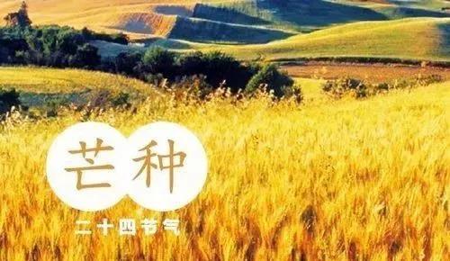 种下理想，收获成功（有关芒种经典创意文案短句）