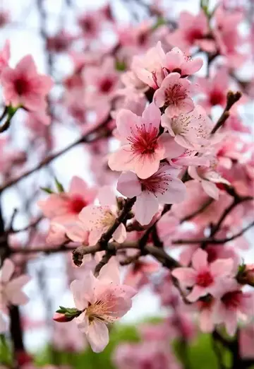 描写桃花的诗句及优美句子（分享20句）