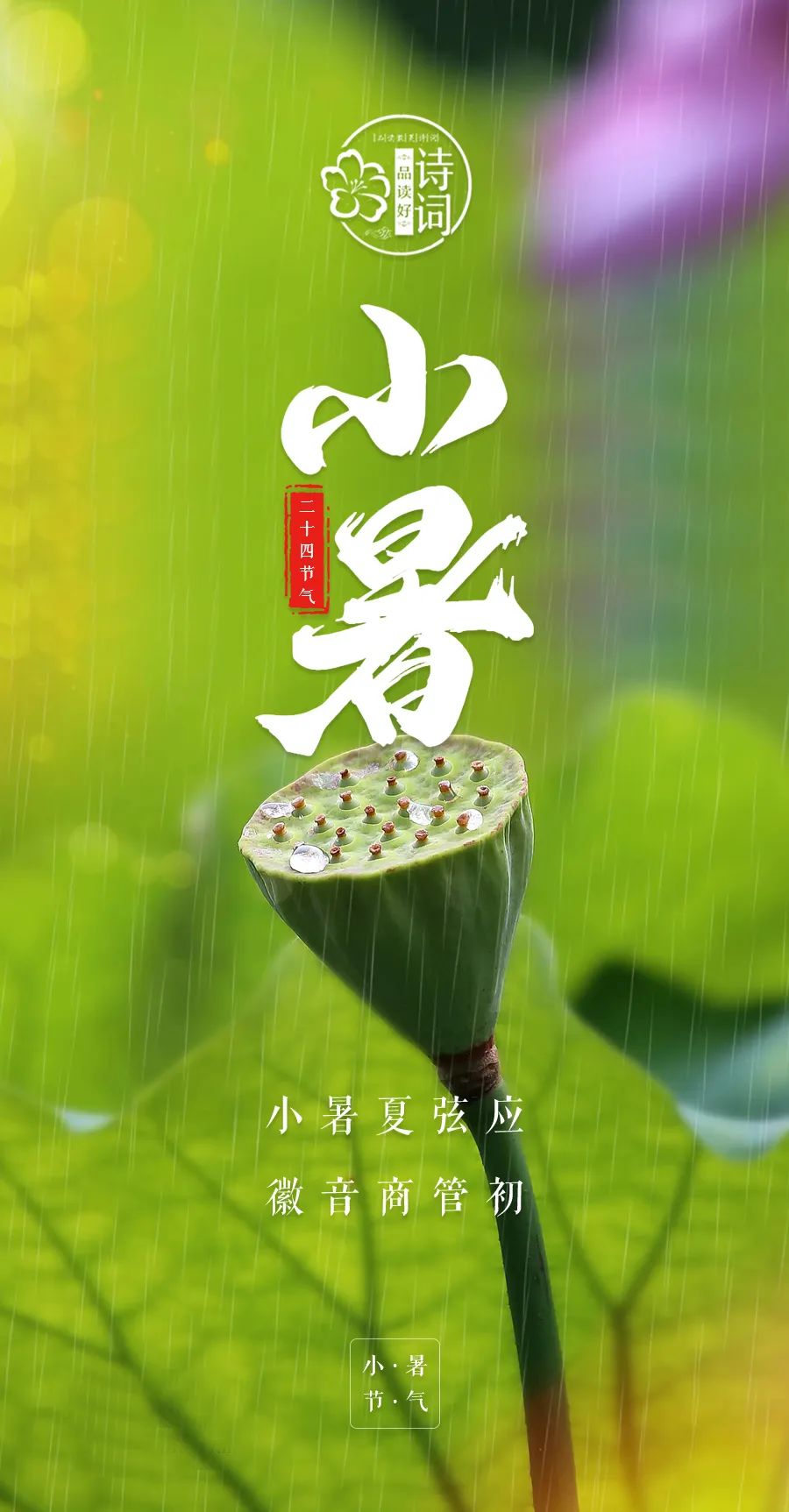 适合小暑节气的诗句（有关小暑的经典诗词）