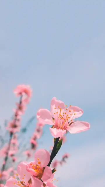 桃之夭夭，灼灼其华（关于桃花朋友圈的说说）