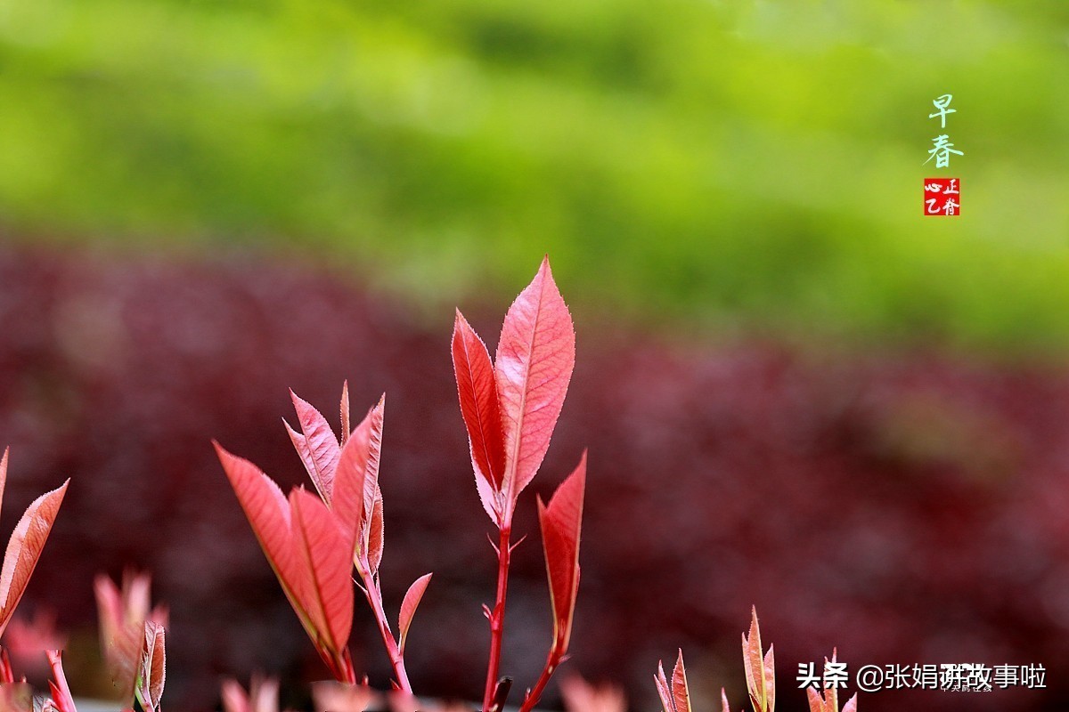 有关韩愈的诗词全集诗集鉴赏（韩愈的诗全集原文）