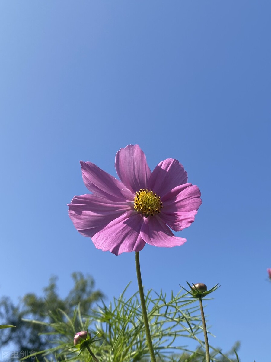 令人心情愉悦的唯美句子（心情美好的简短文案）