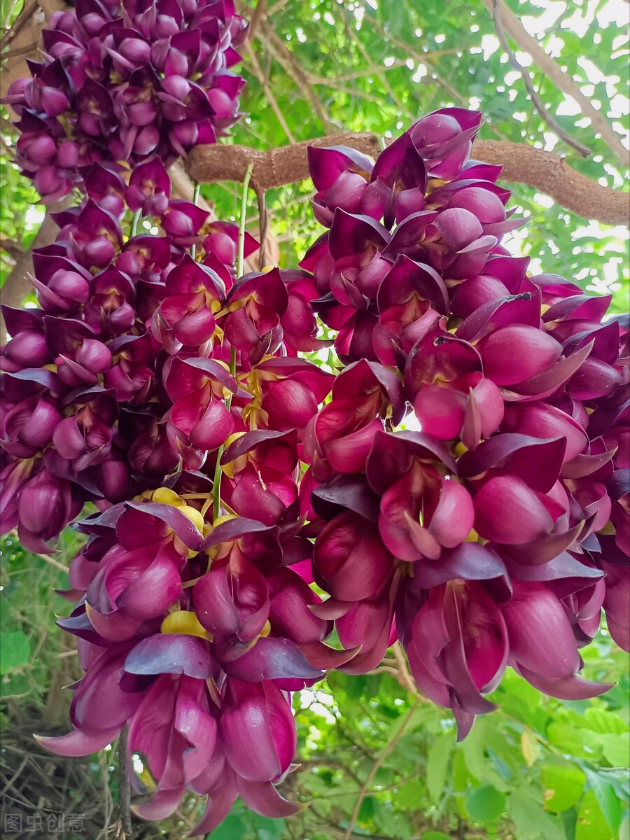 有关热爱大自然的优美句子（花草美化大自然，更能美丽您心灵）