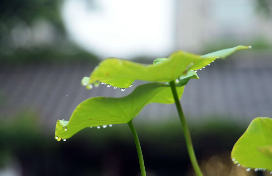 描述风大雨大的诗句鉴赏（风大雨大的古诗句）