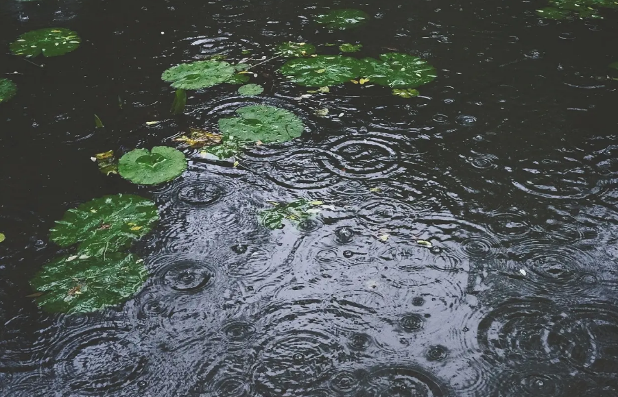 描述风大雨大的诗句鉴赏（风大雨大的古诗句）