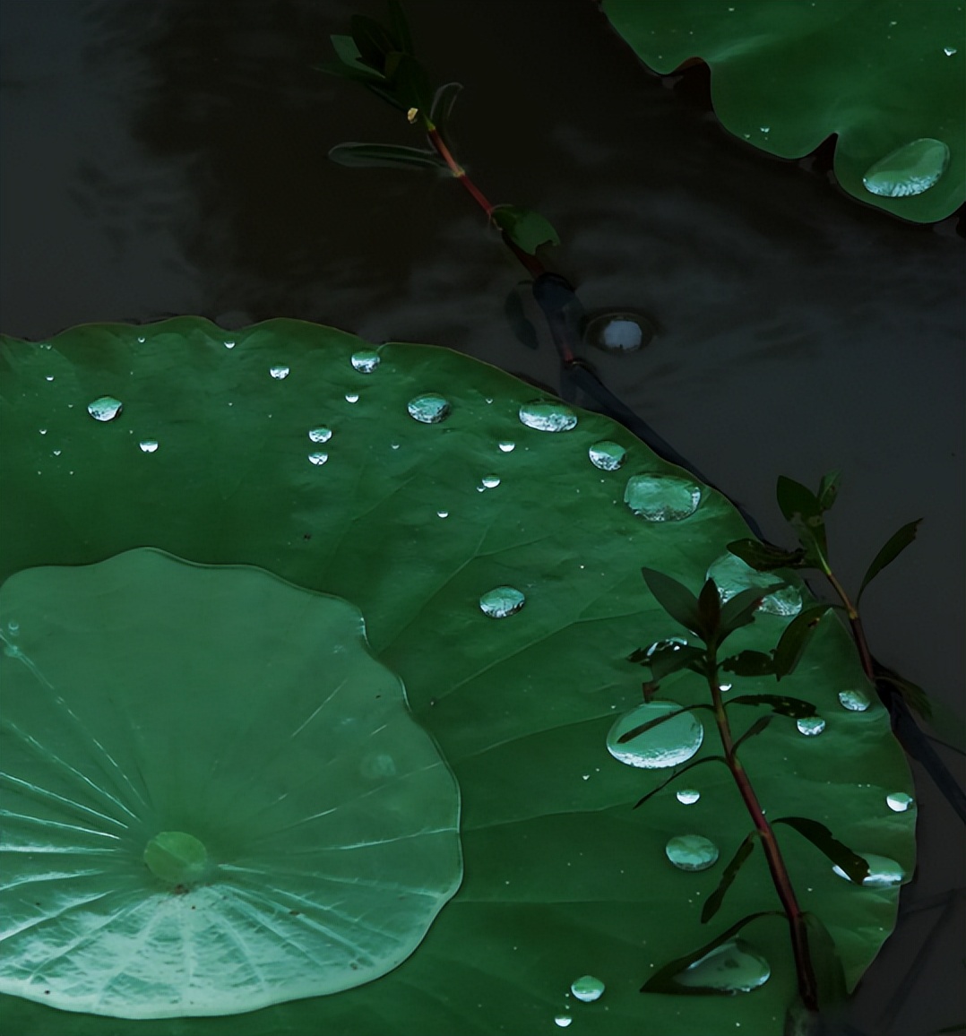 描述风大雨大的诗句鉴赏（风大雨大的古诗句）