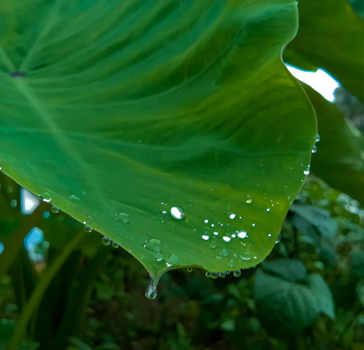 描述风大雨大的诗句鉴赏（风大雨大的古诗句）