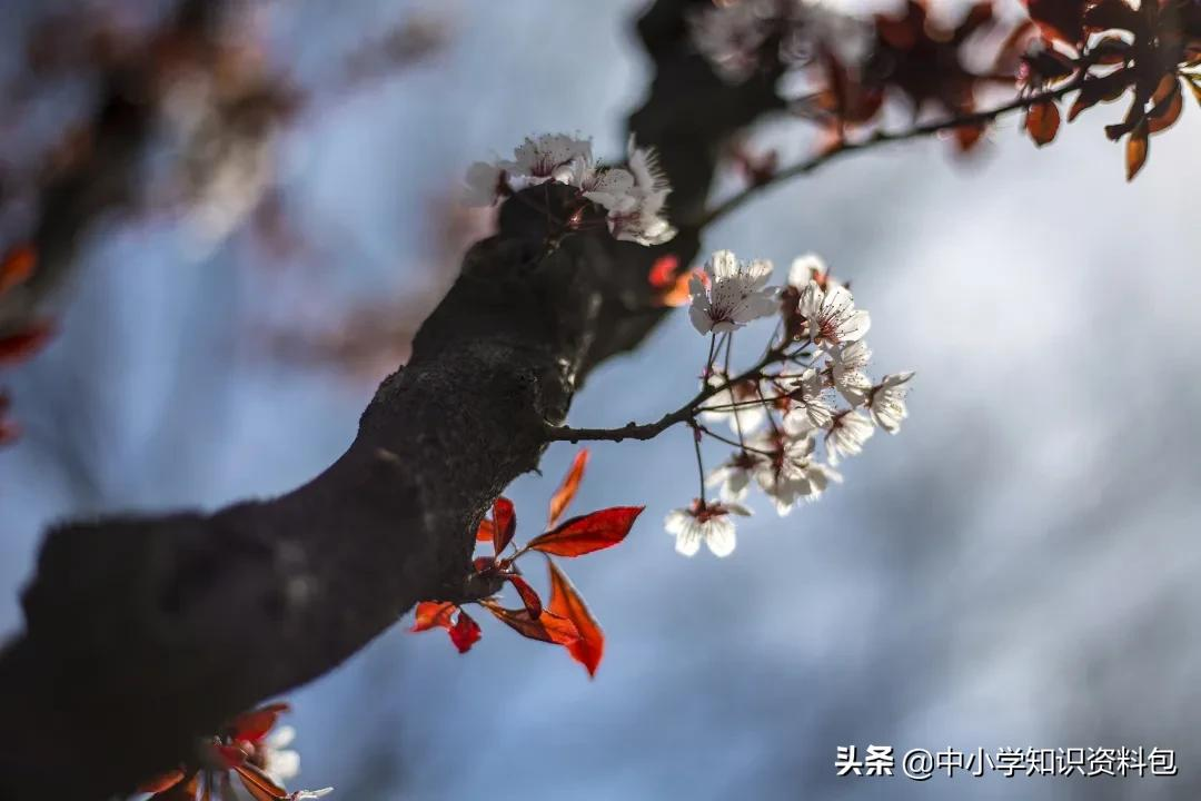 表达人生遗憾的诗词（推荐30句充满遗憾的诗词）