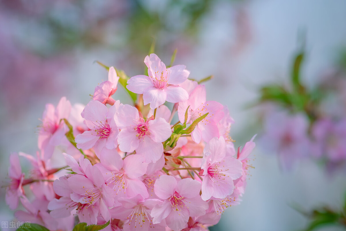 描写春暖花开唯美简短文案（精选关于春天的美好句子）