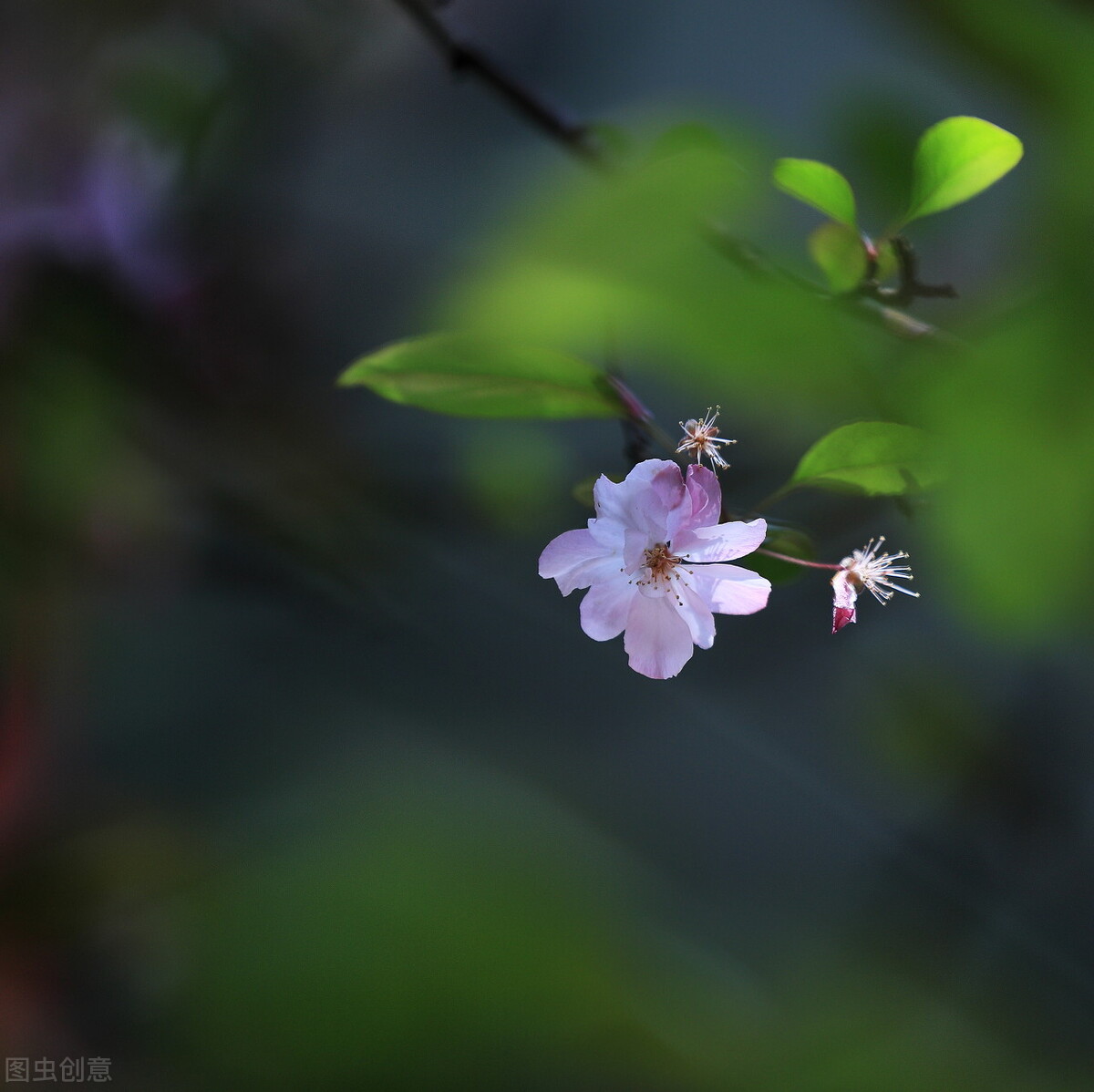 描写春暖花开唯美简短文案（精选关于春天的美好句子）