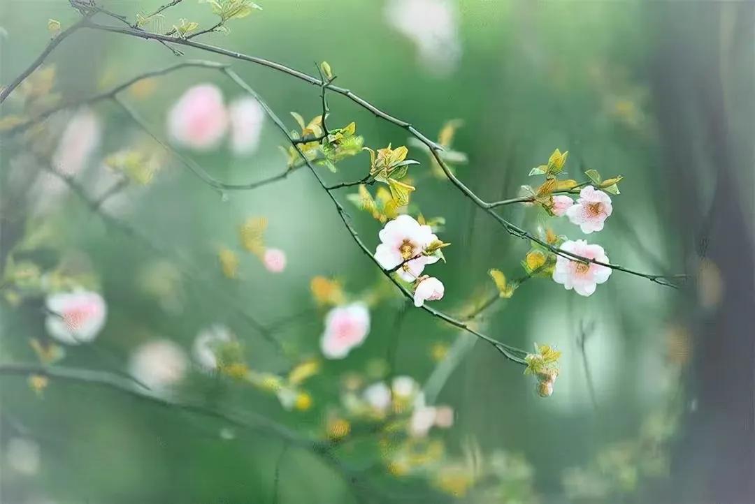 春天的独特唯美简短句子（春日的精致朋友圈文案）