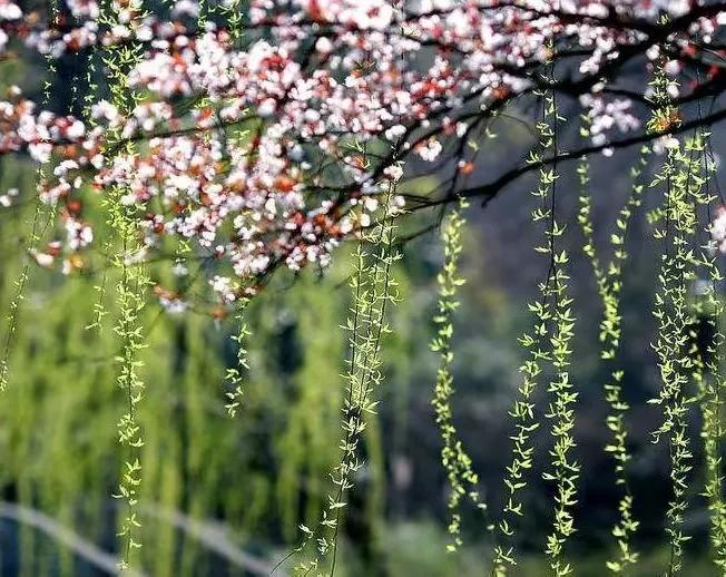 关于春天的优美诗意短句（描写春暖花开唯美文案配图精选素材）