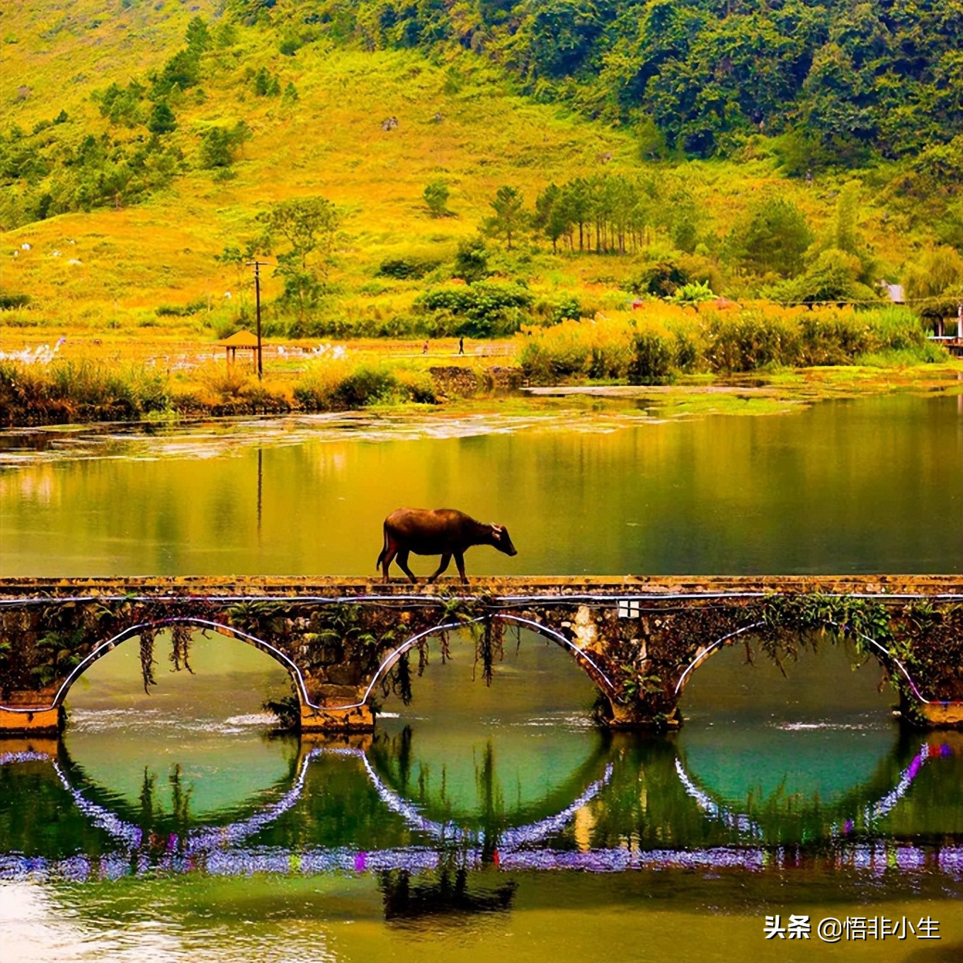 唯美现代小短诗及赏析（分享唯美小短诗现代赞美山水风景优美的诗）