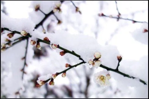 梅花古诗的意思及解释（王安石对梅花古诗中的含义是什么）