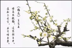 梅花古诗的意思及解释（王安石对梅花古诗中的含义是什么）