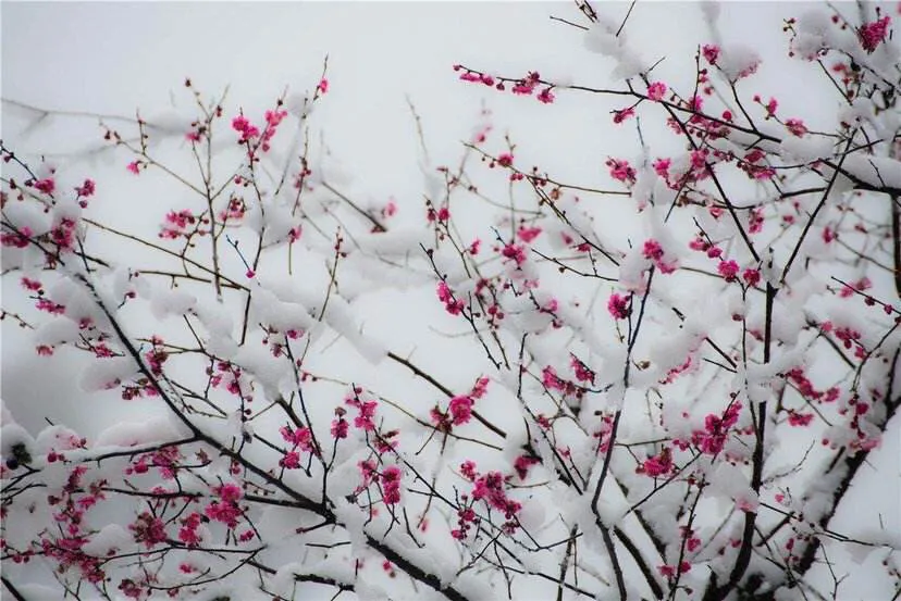 梅花古诗的意思及解释（王安石对梅花古诗中的含义是什么）