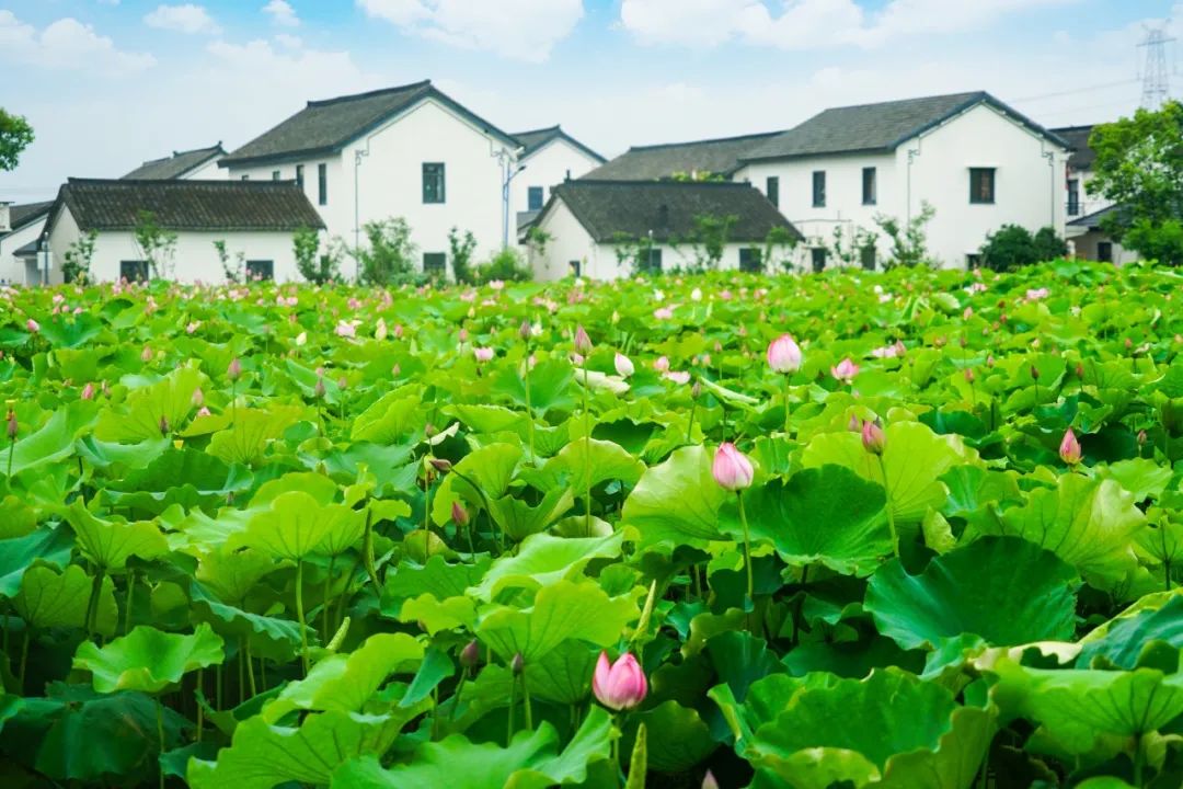 精选10首最美小暑诗词（温风至，夏日凉，遇见最美夏日时光）