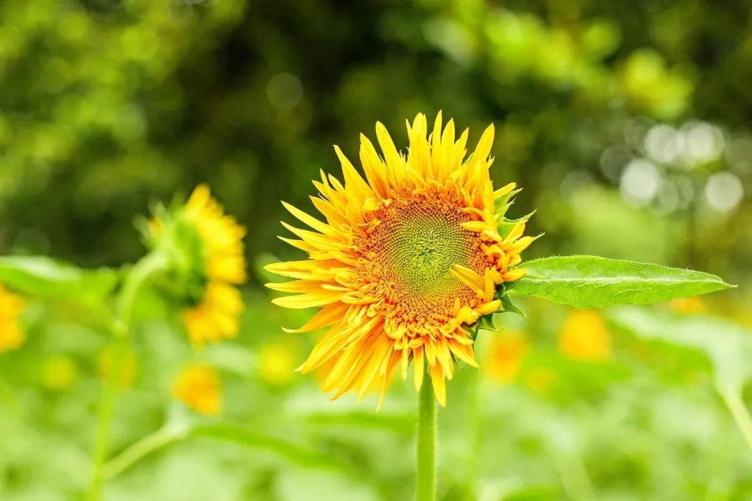 关于夏花古诗词名句（生如夏花之绚烂，宠辱不惊度流年）