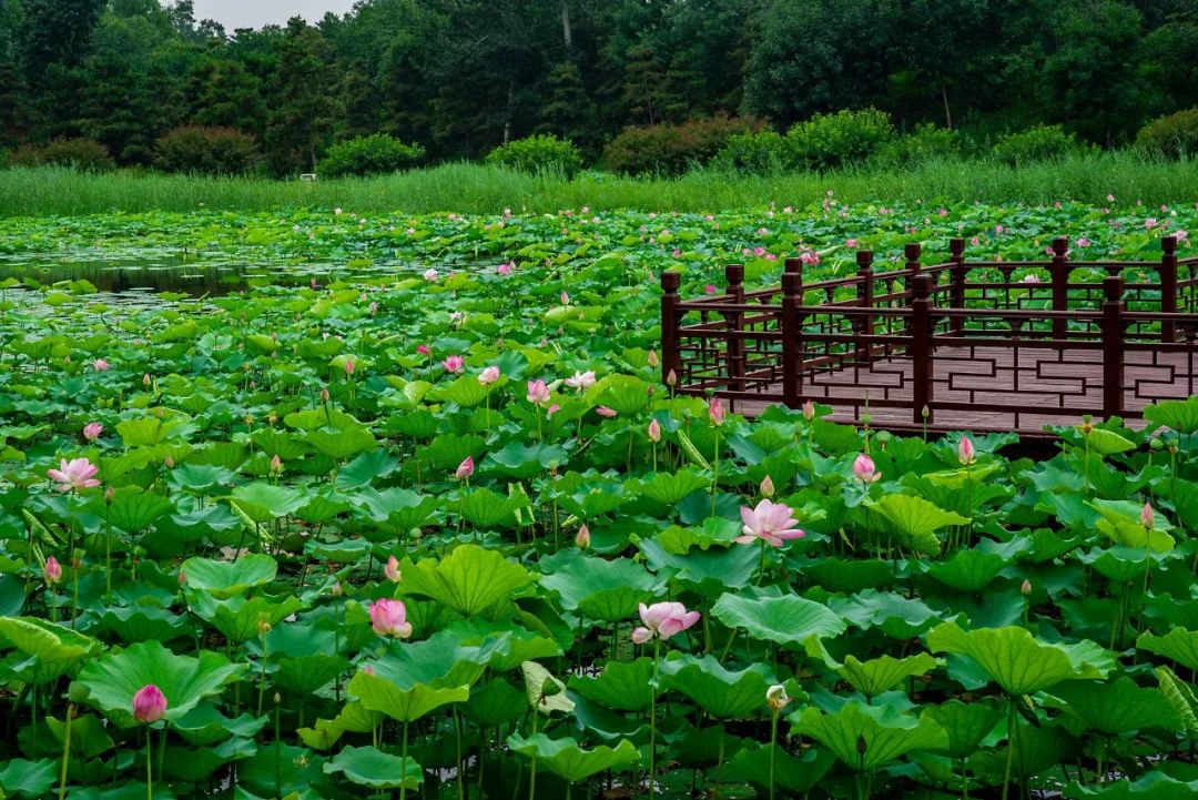 关于夏花古诗词名句（生如夏花之绚烂，宠辱不惊度流年）