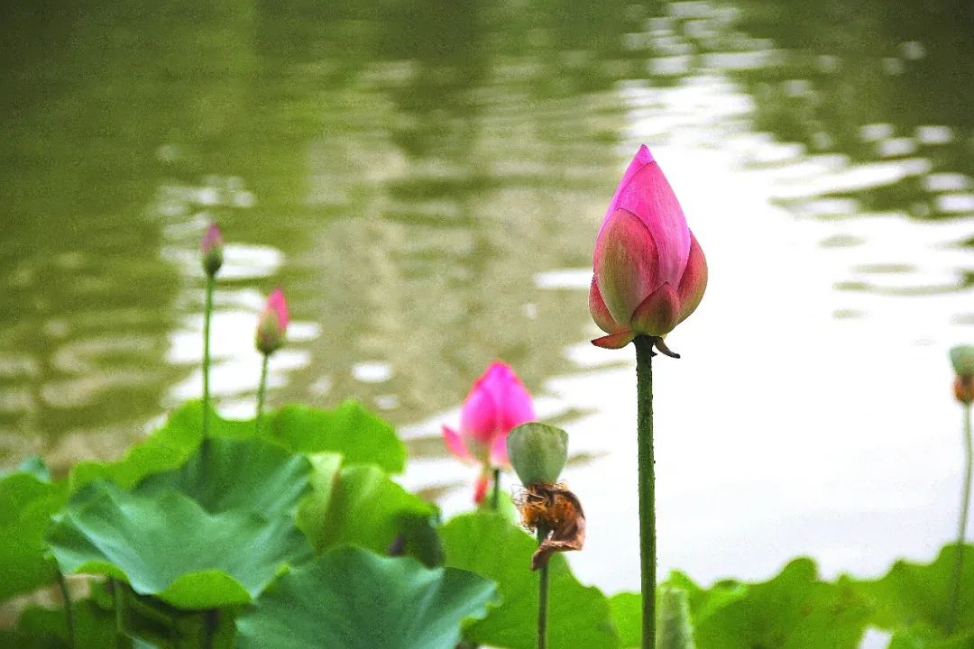 精选10首最美夏至诗词及赏析（凉风送爽，池清荷香）