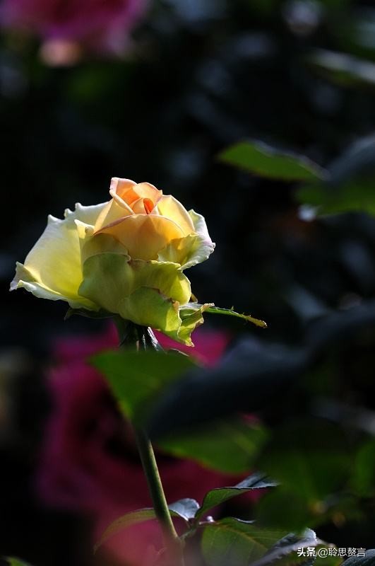 关于玫瑰的古诗和诗句有哪些(分享20首经典玫瑰花诗句)