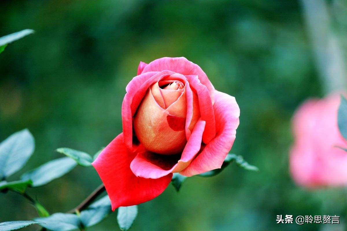 关于玫瑰的古诗和诗句有哪些(分享20首经典玫瑰花诗句)
