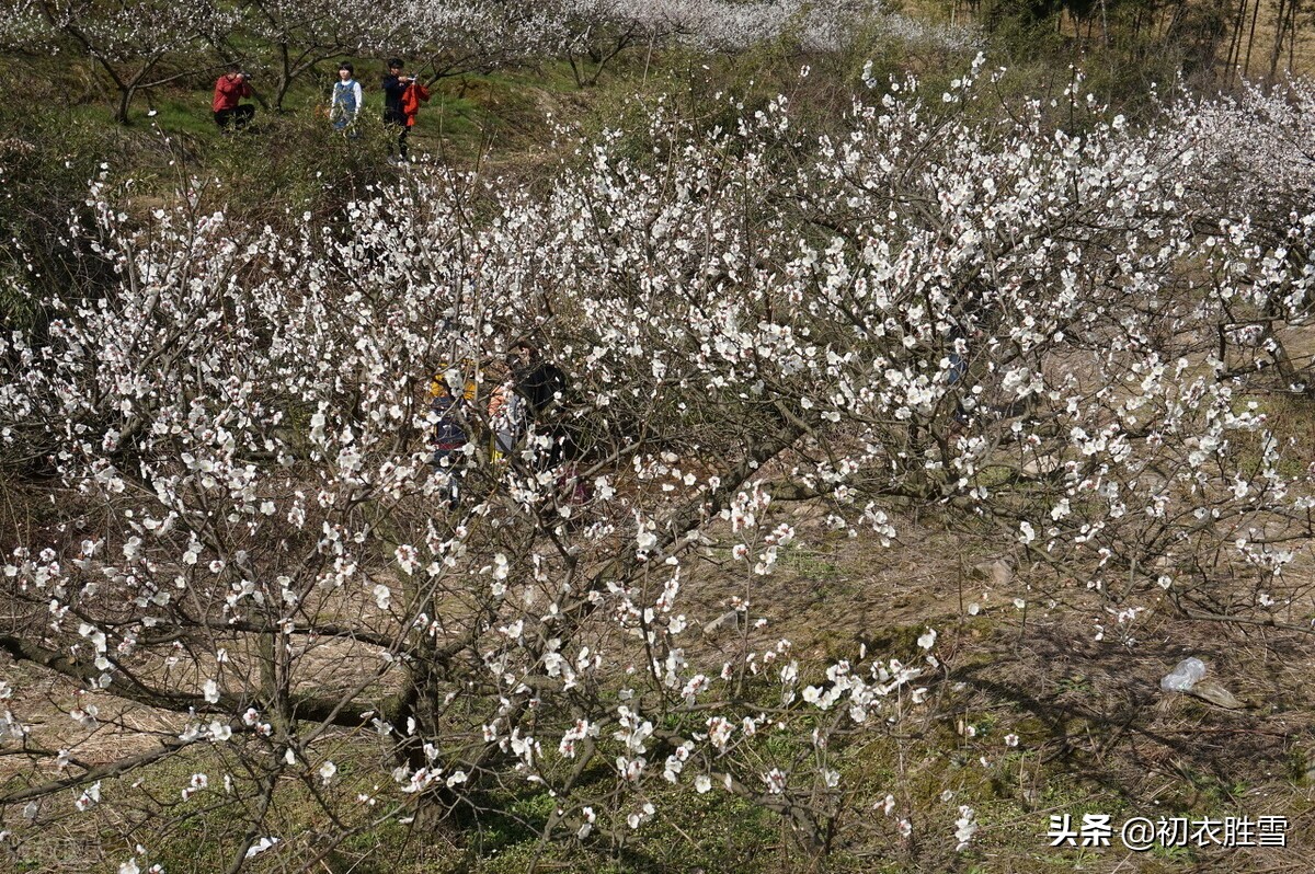 关于寒梅的古诗优美诗句有哪些（分享大气寒梅唐诗5首）