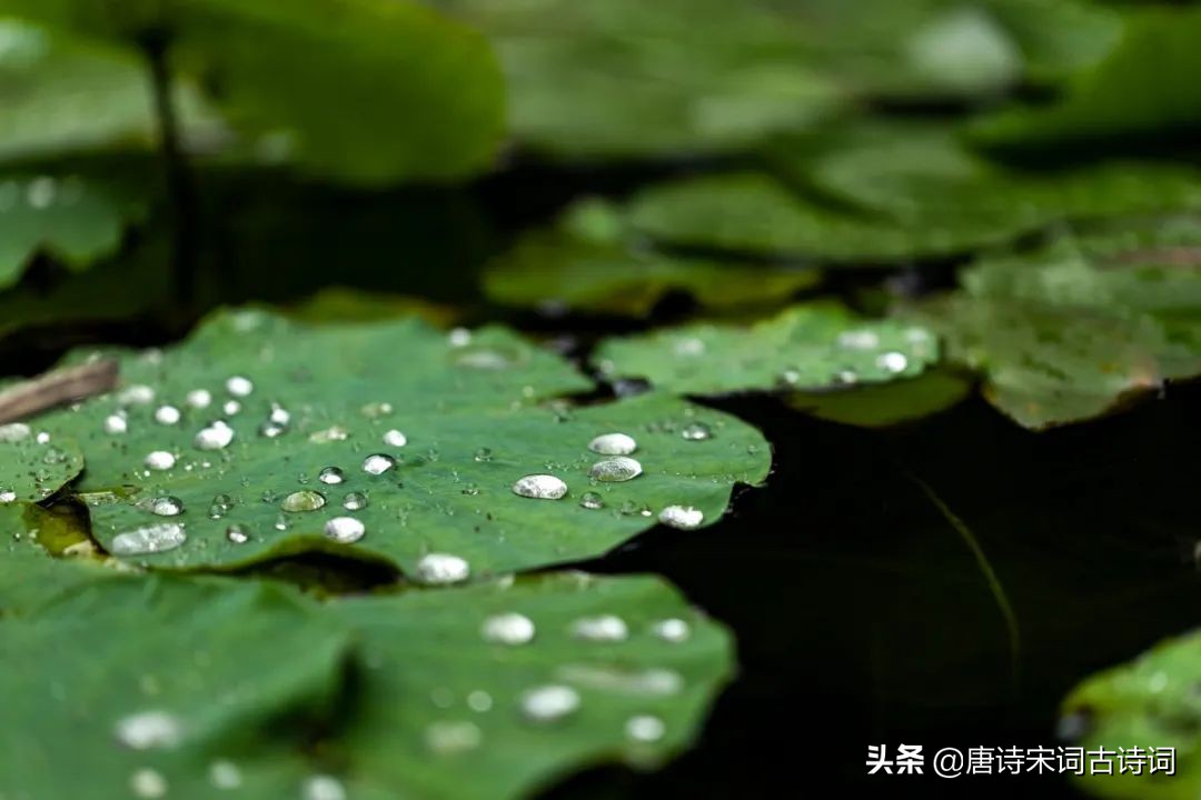 赞美夏日赏雨荷的经典诗句（夏日荷花的古诗词）