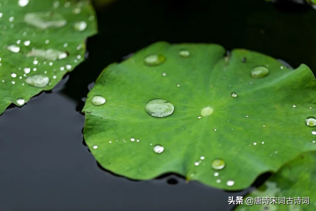 赞美夏日赏雨荷的经典诗句（夏日荷花的古诗词）