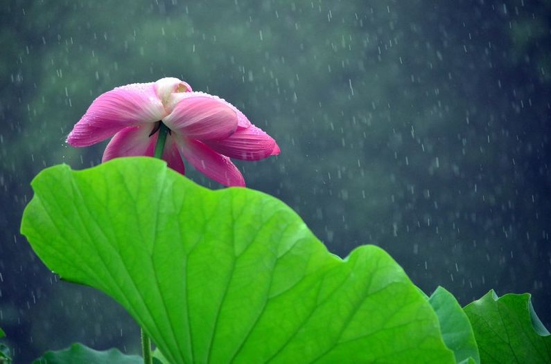 赞美雨荷的诗句鉴赏（描写雨中荷花的优美诗句）