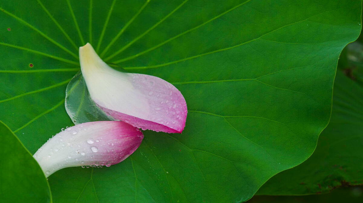 关于夏日赏雨荷的诗句（三首清凉的夏日诗词）