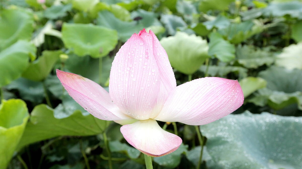 关于夏日赏雨荷的诗句（三首清凉的夏日诗词）