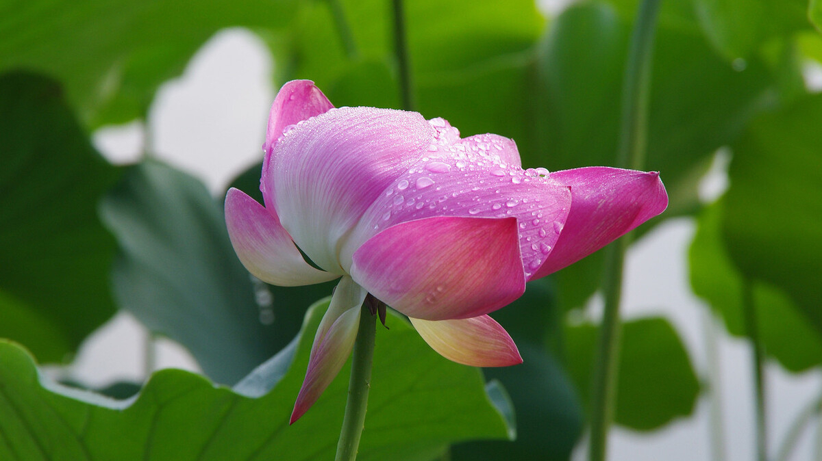 关于夏日赏雨荷的诗句（三首清凉的夏日诗词）