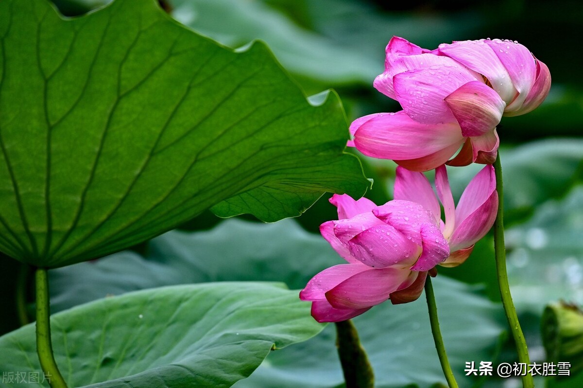 有关雨中荷花俏丽诗词鉴赏（精选六首荷花古诗词）