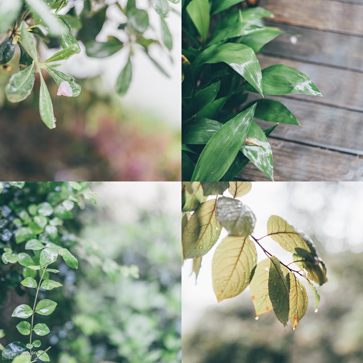 赞美春雨的文案短句大全赏析（愿你一路繁花向前，浅笑安然）