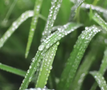 春雨的文案应该怎么写（超治愈的雨天文案）