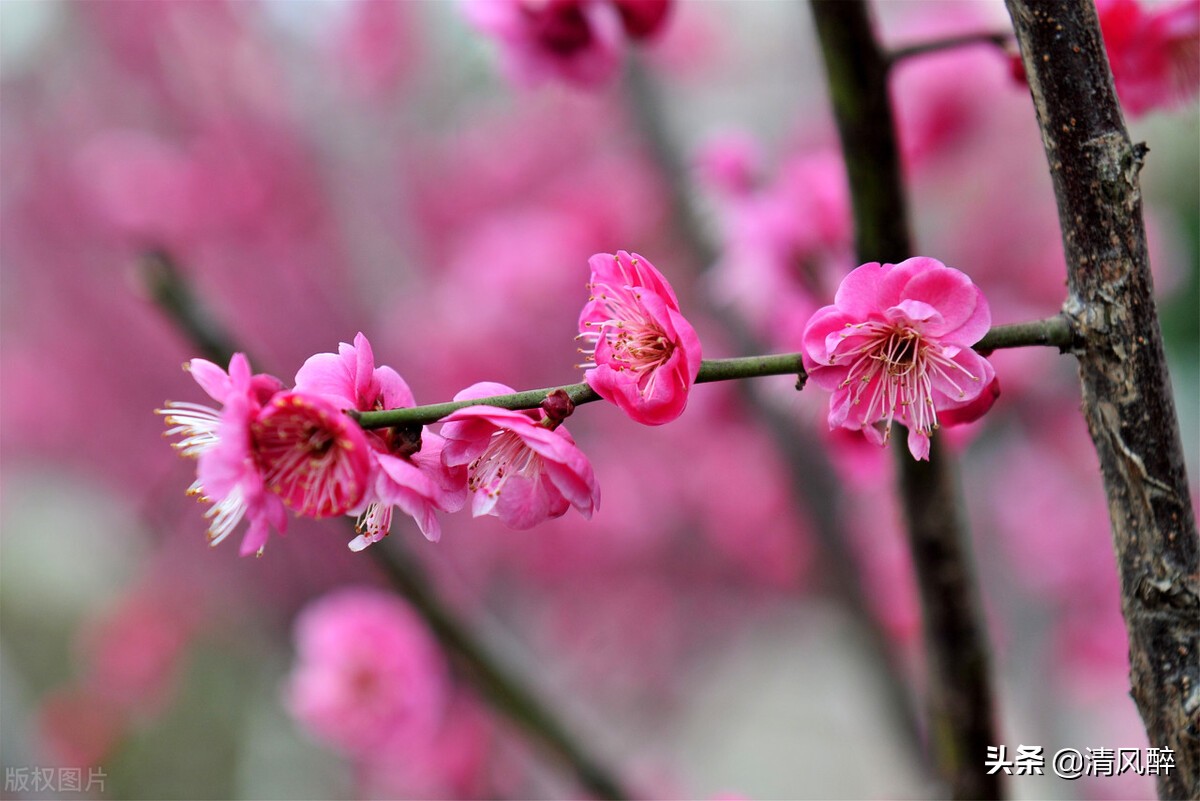 立春朋友圈文案（分享立春祝福语及春节贺词）