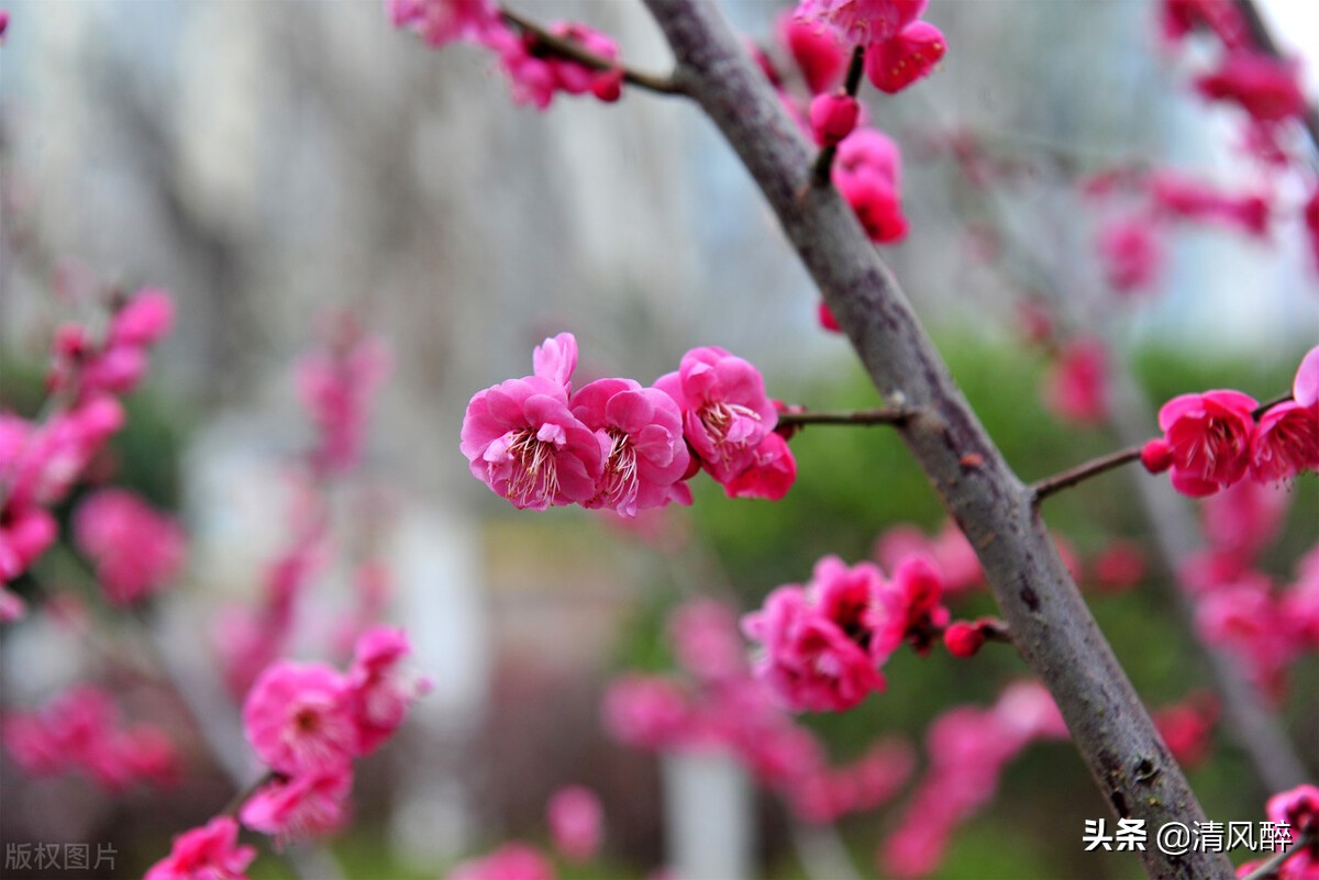 立春朋友圈文案（分享立春祝福语及春节贺词）