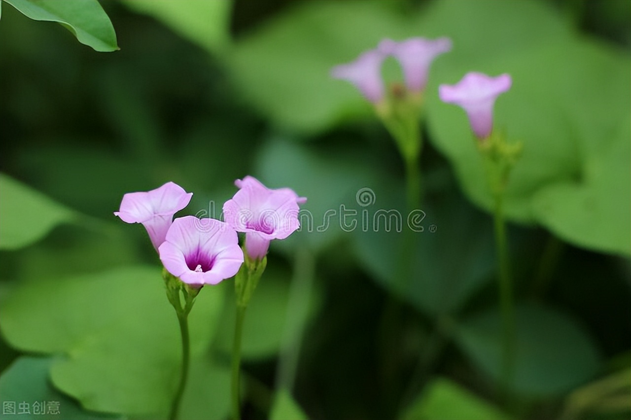 把牵牛花拟人化的古诗（神形具在的牵牛花诗词句）