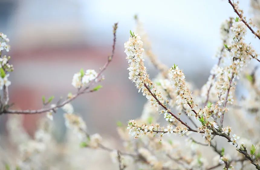 二十四节气雨水是什么意思（关于雨水的详细介绍）